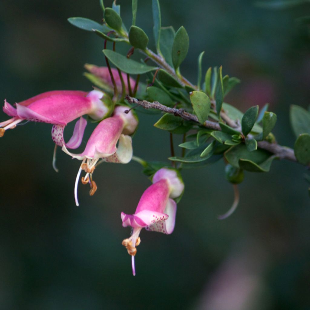 Emuntorve - Eremophila maculata