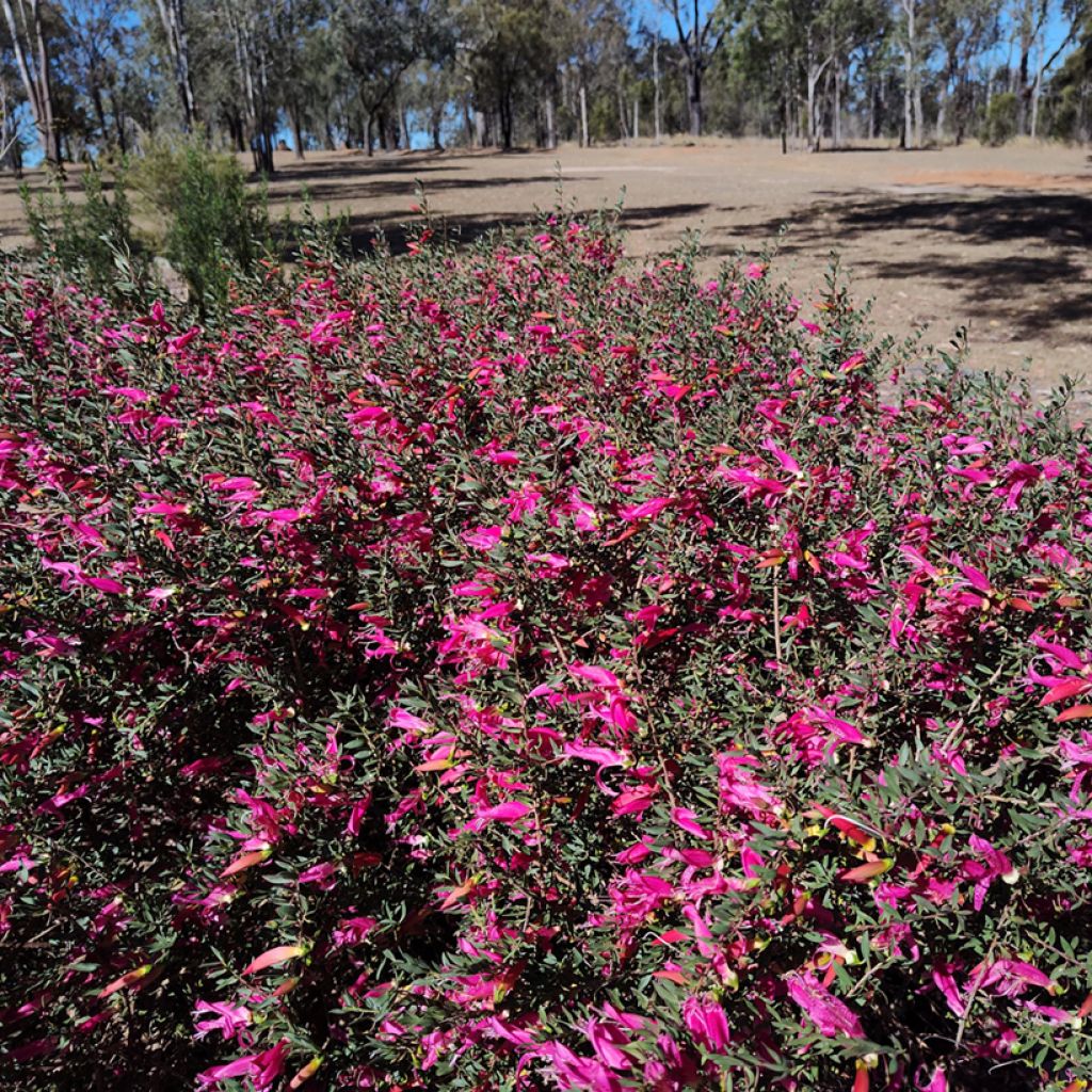 Emuntorve - Eremophila maculata