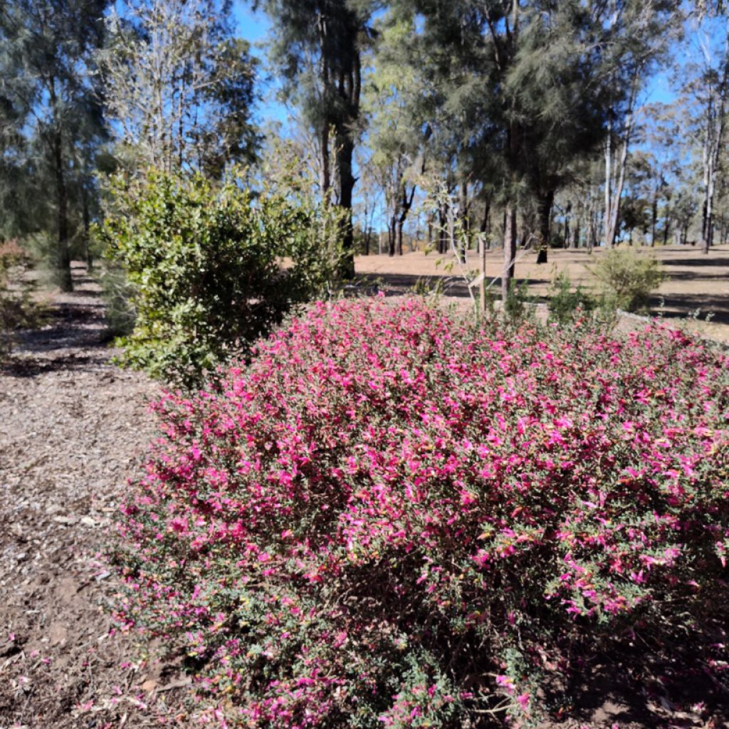 Emuntorve - Eremophila maculata