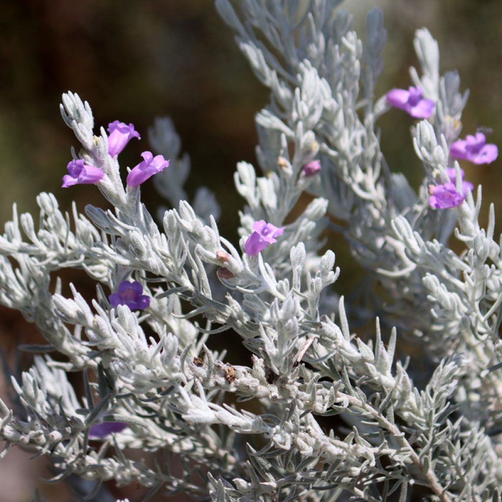 Emuntorve - Eremophila nivea