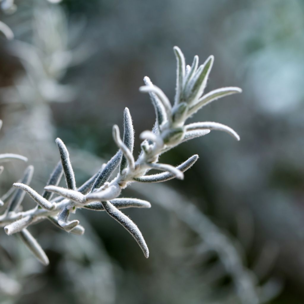 Emuntorve - Eremophila nivea