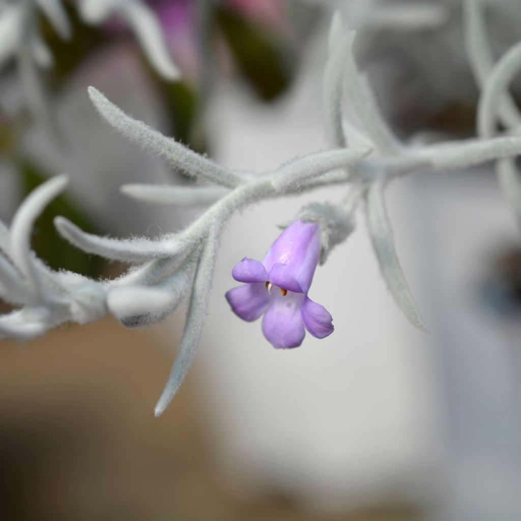 Emuntorve - Eremophila nivea
