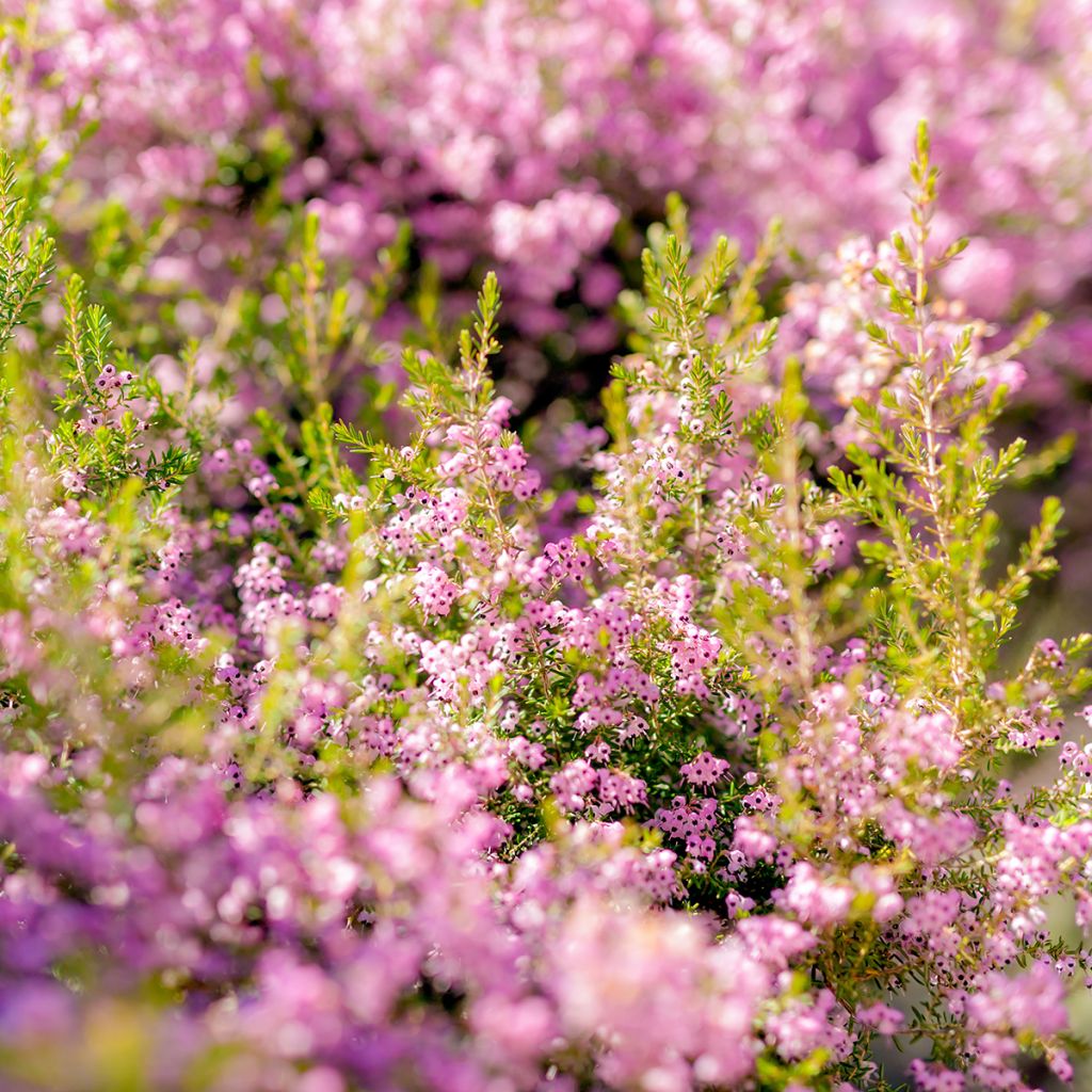 Kellokanerva - Erica canaliculata