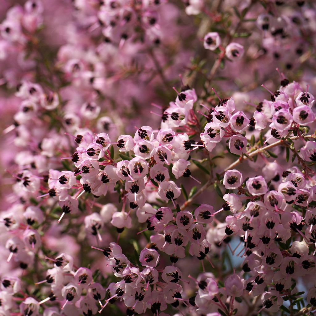 Kellokanerva - Erica canaliculata