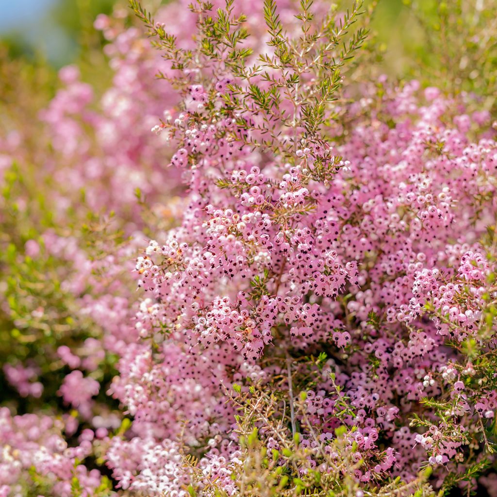 Kellokanerva - Erica canaliculata