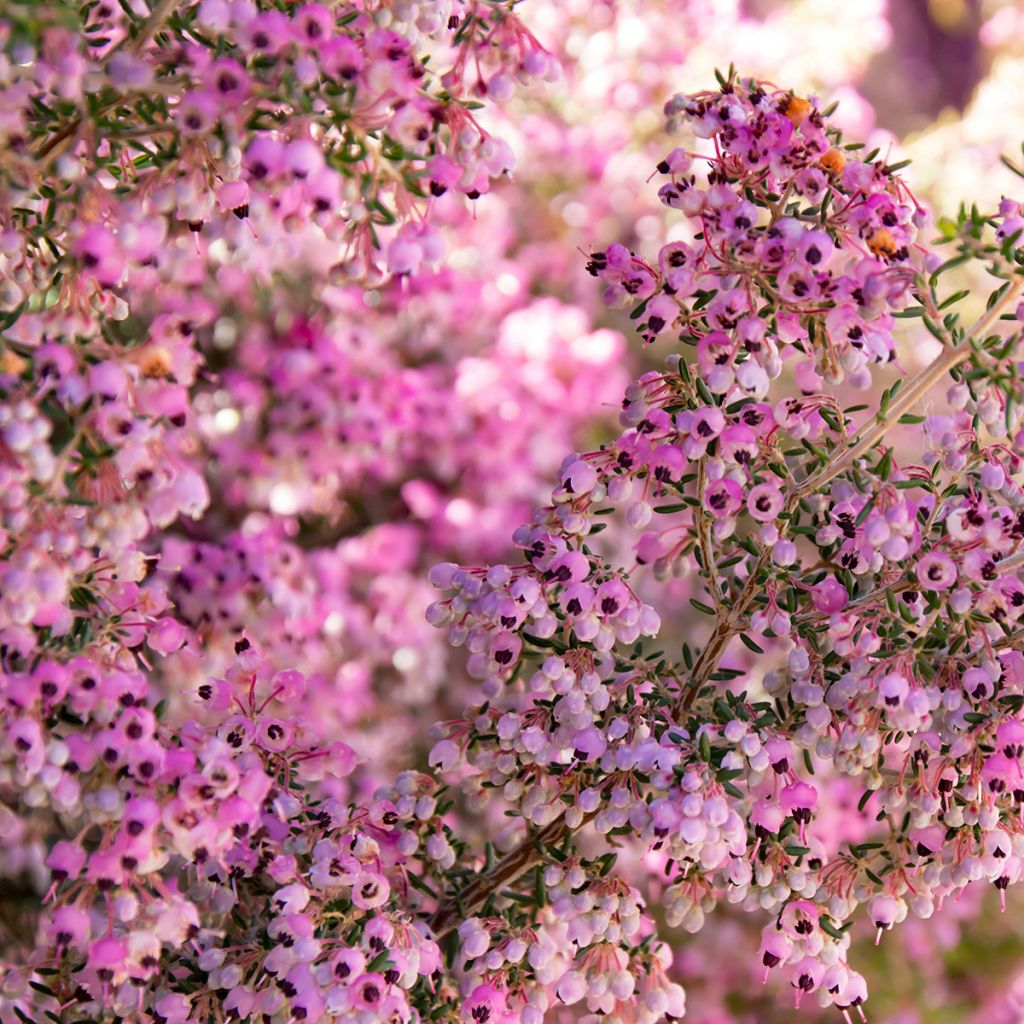 Kellokanerva - Erica canaliculata
