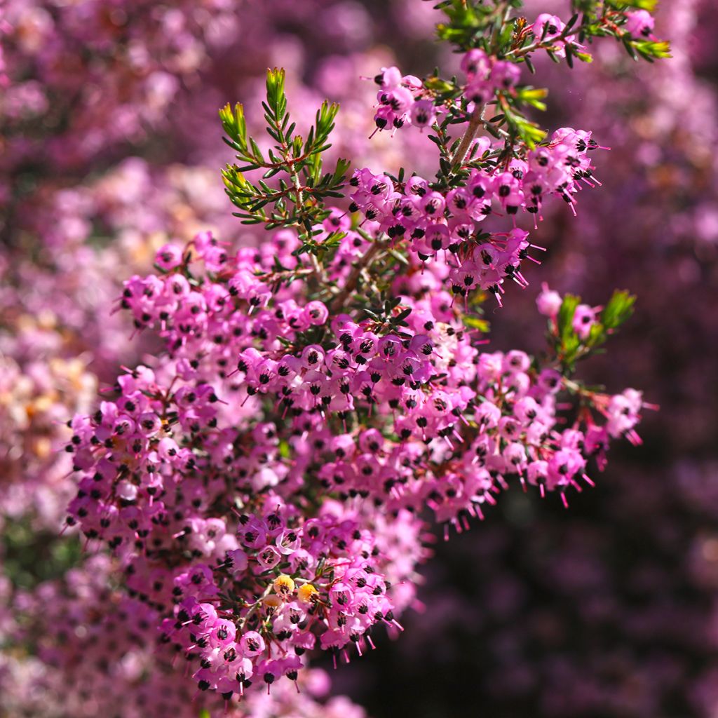 Kellokanerva - Erica canaliculata