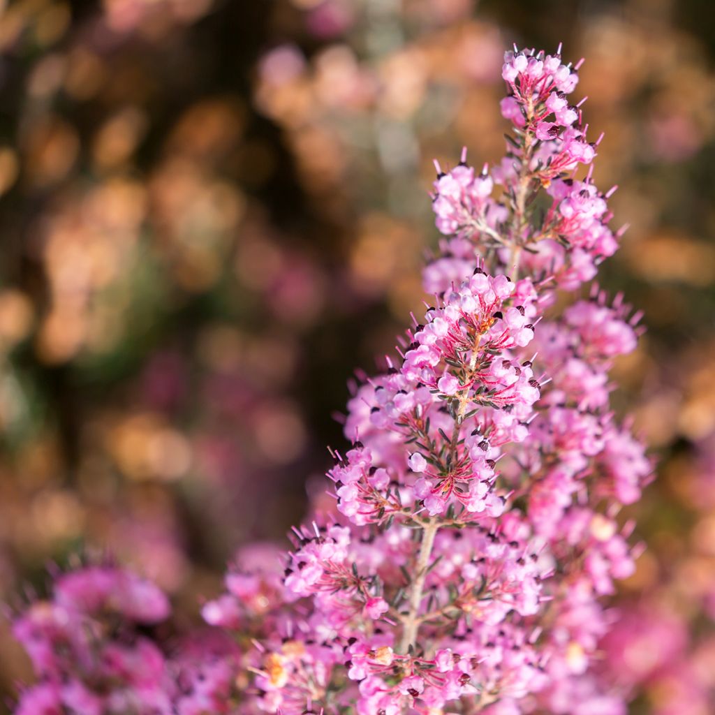 Kellokanerva - Erica canaliculata