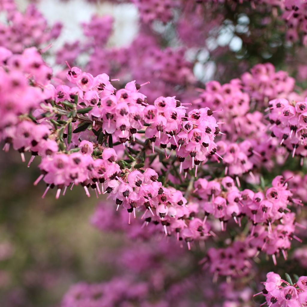Kellokanerva - Erica canaliculata