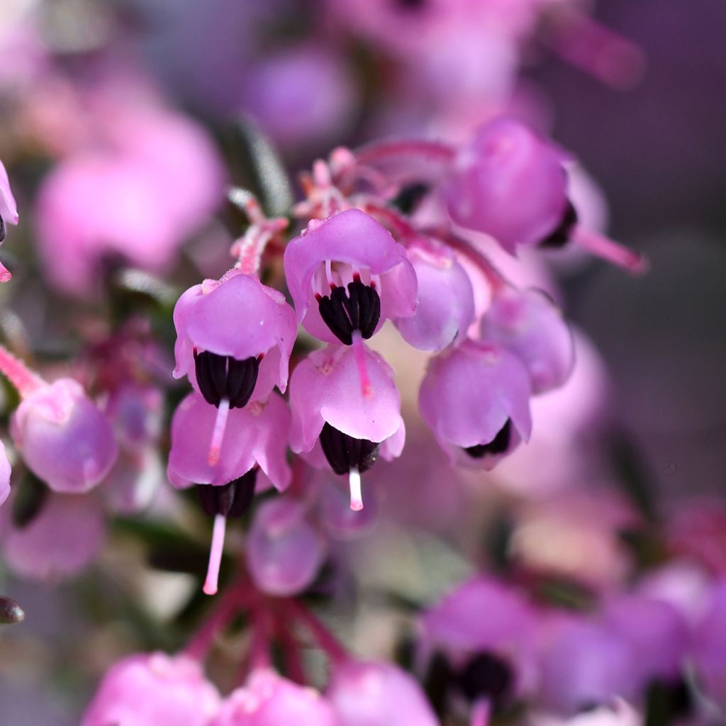 Kellokanerva - Erica canaliculata