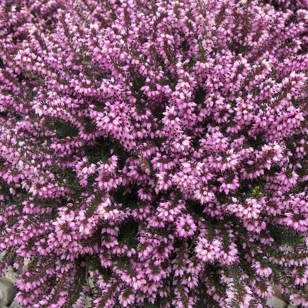 Lumikellokanerva Ruby Glow
