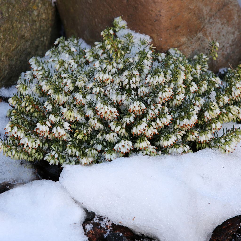 Lumikellokanerva Schneekuppe