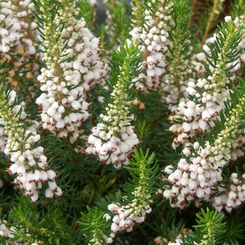 Ranskankellokanerva White Rocket