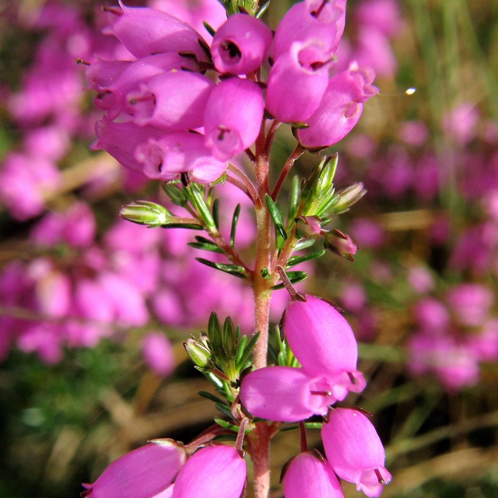 Harmaakellokanerva - Erica cinerea