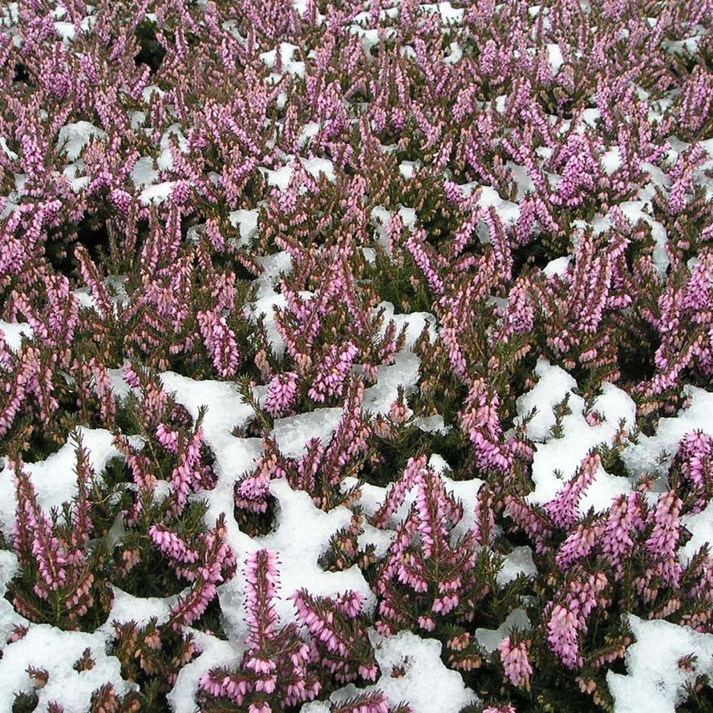 Erica darleyensis Furzey - Bruyère de Darley rose