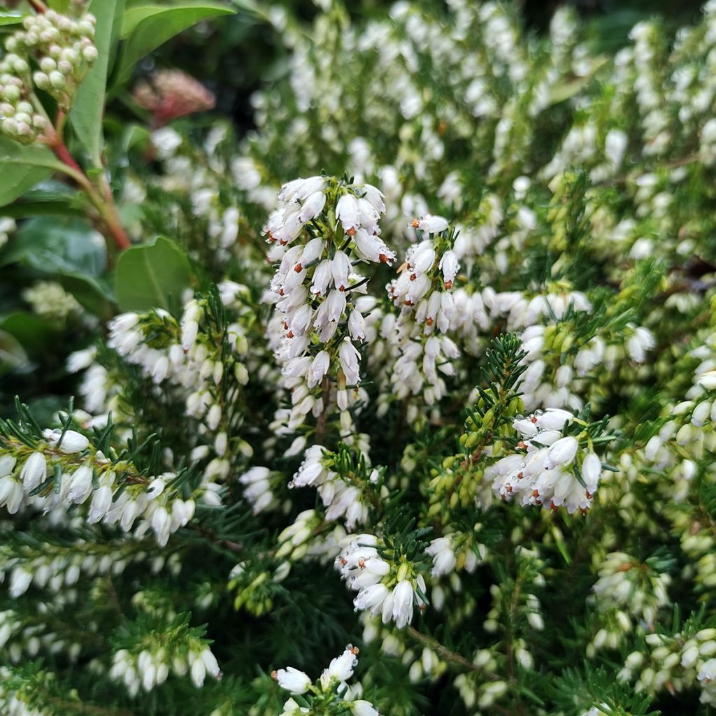 Kaunokellokanerva White Perfection