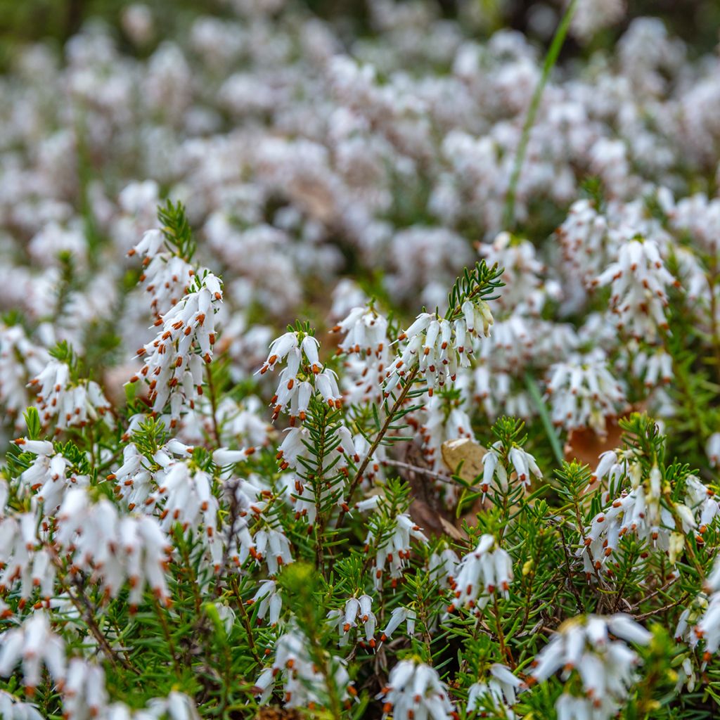 Kaunokellokanerva White Perfection