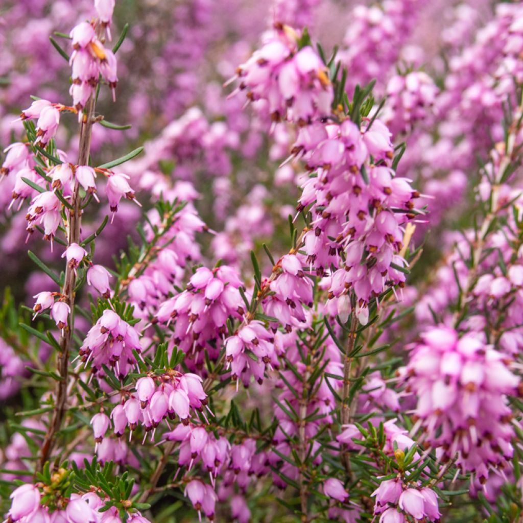 Kellokanerva - Erica terminalis