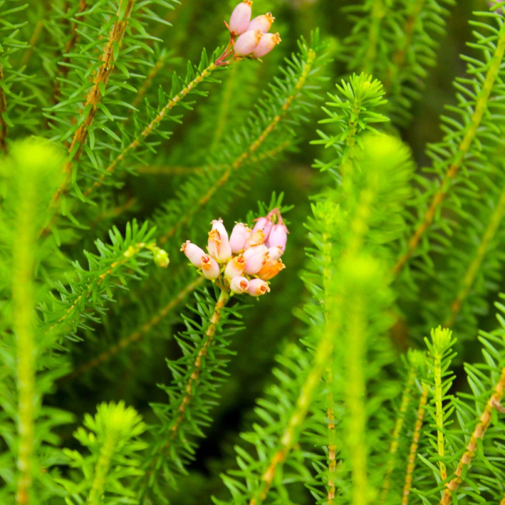 Kellokanerva - Erica terminalis