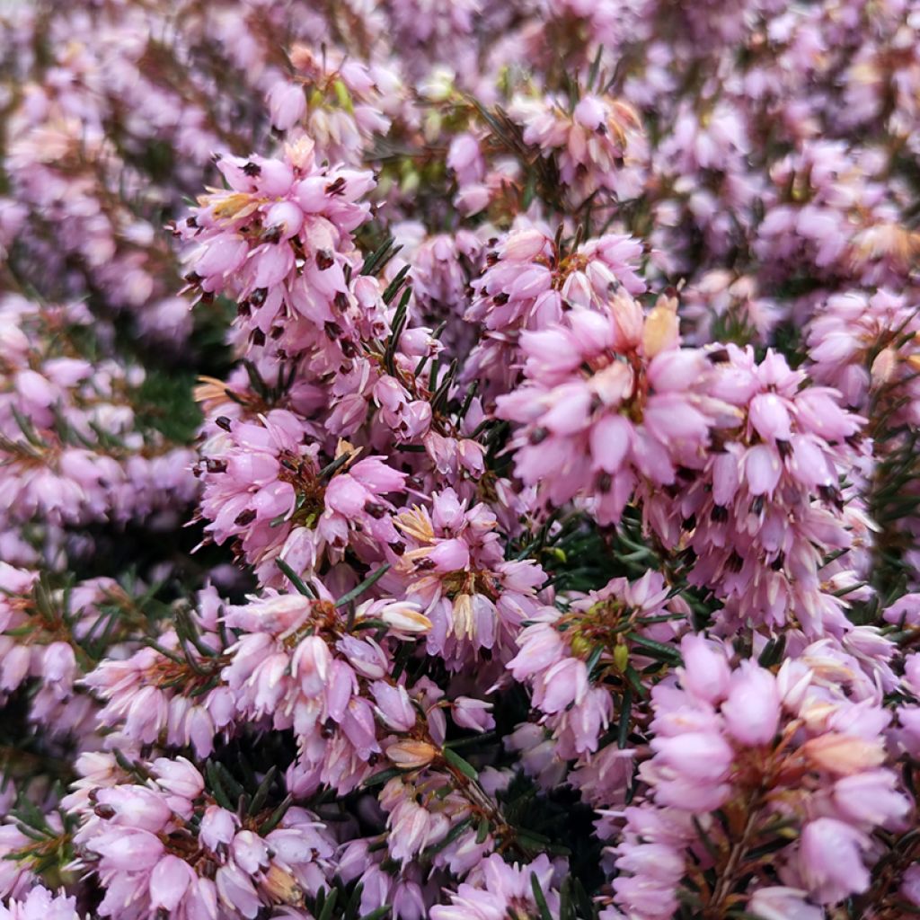Kaunokellokanerva Spring Surprise