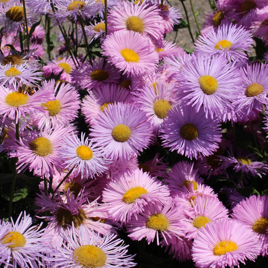 Jalokallioinen Rosa Jewel