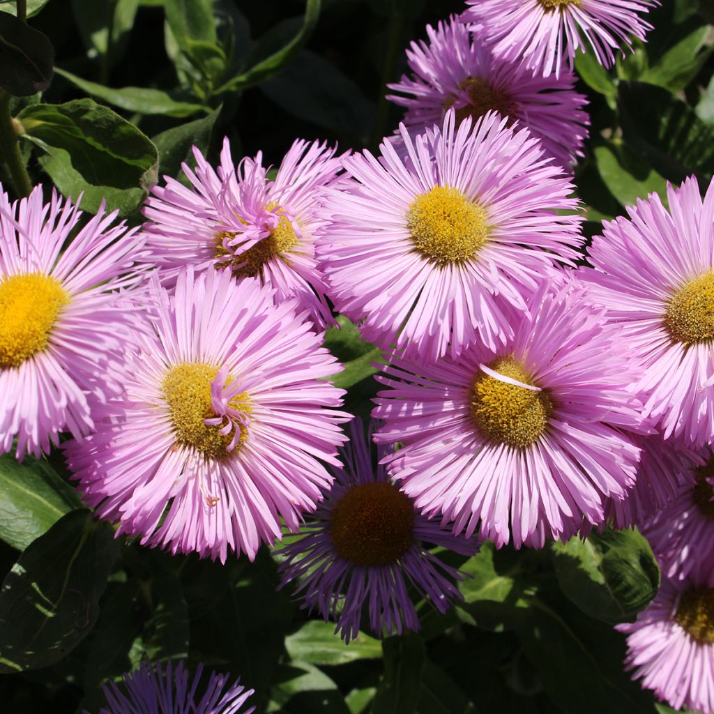 Jalokallioinen Rosa Jewel