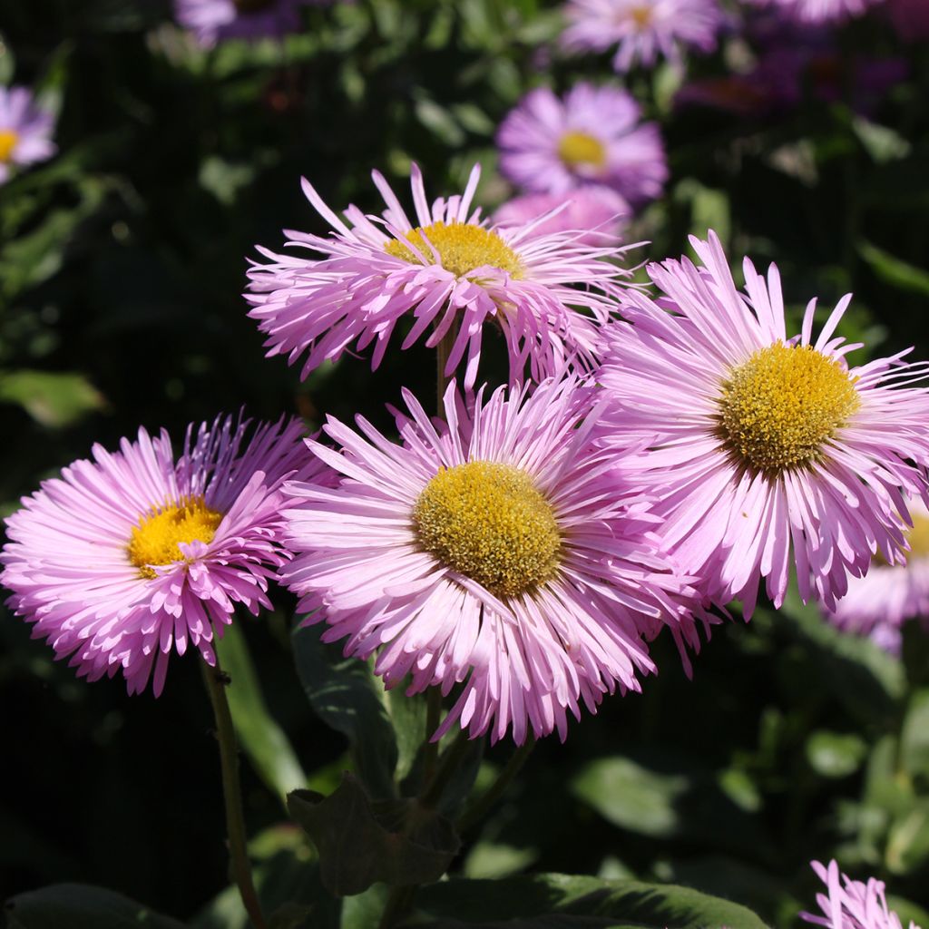 Jalokallioinen Rosa Jewel