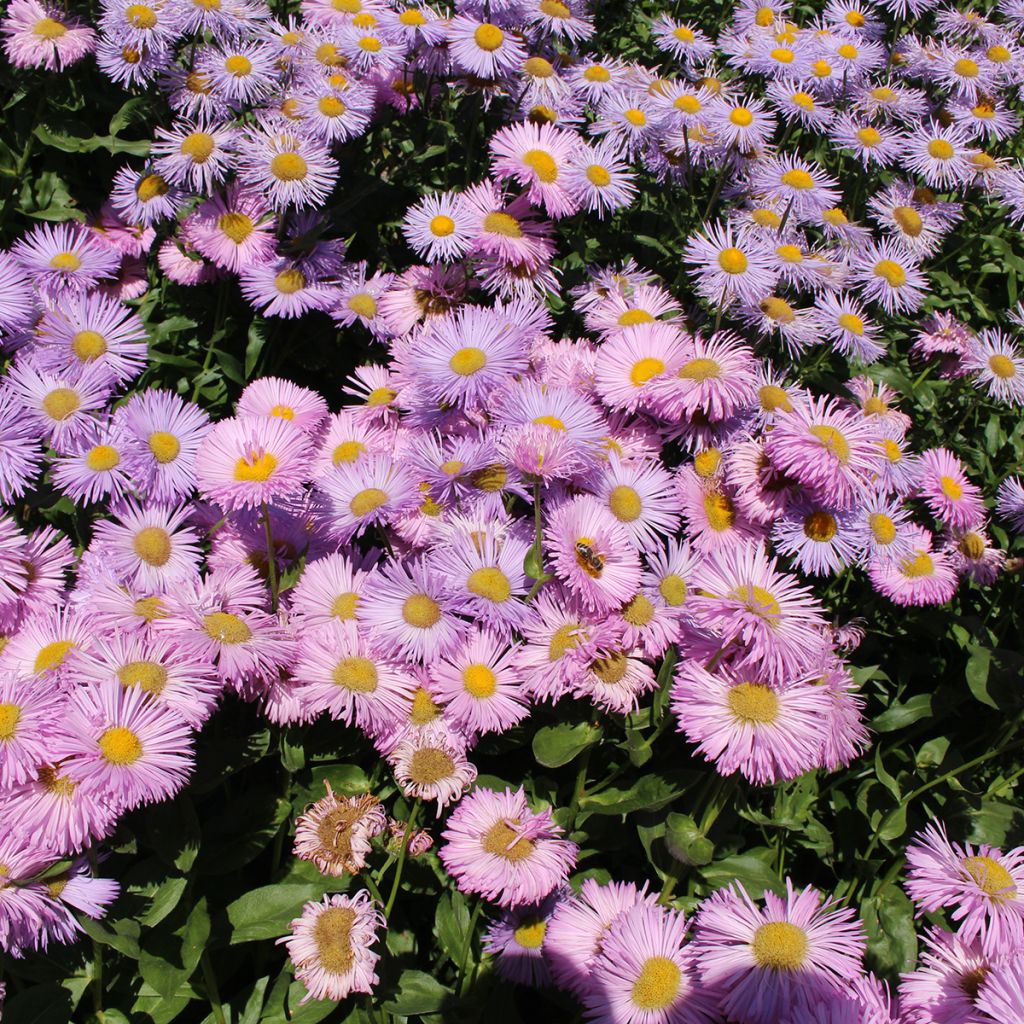 Jalokallioinen Rosa Jewel