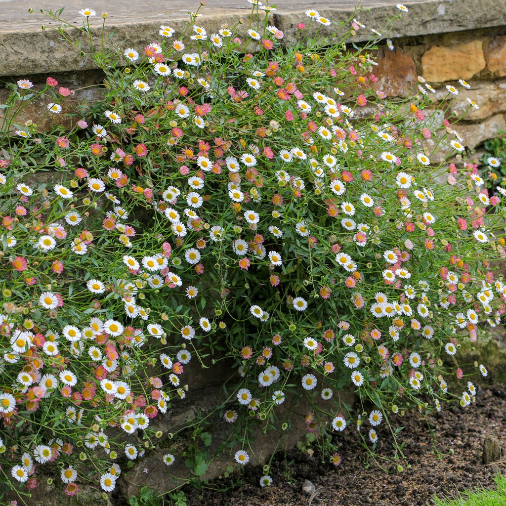 Rentokallioinen - Erigeron karvinskianus