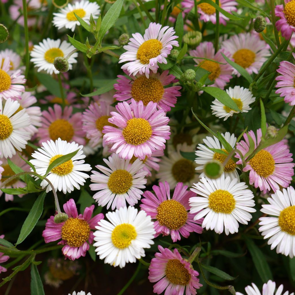 Rentokallioinen - Erigeron karvinskianus