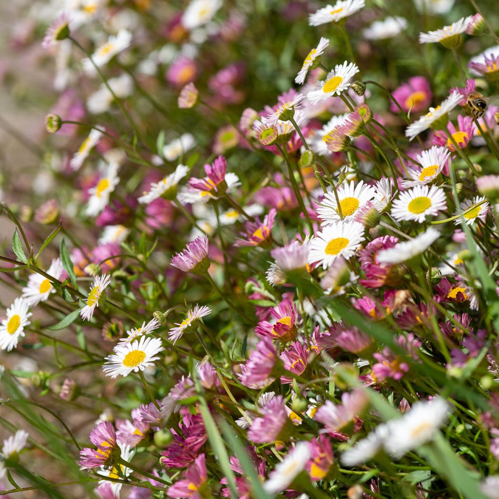 Rentokallioinen - Erigeron karvinskianus