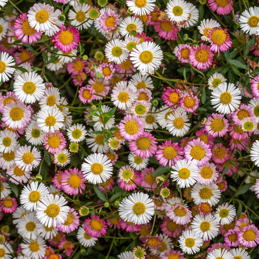 Rentokallioinen - Erigeron karvinskianus