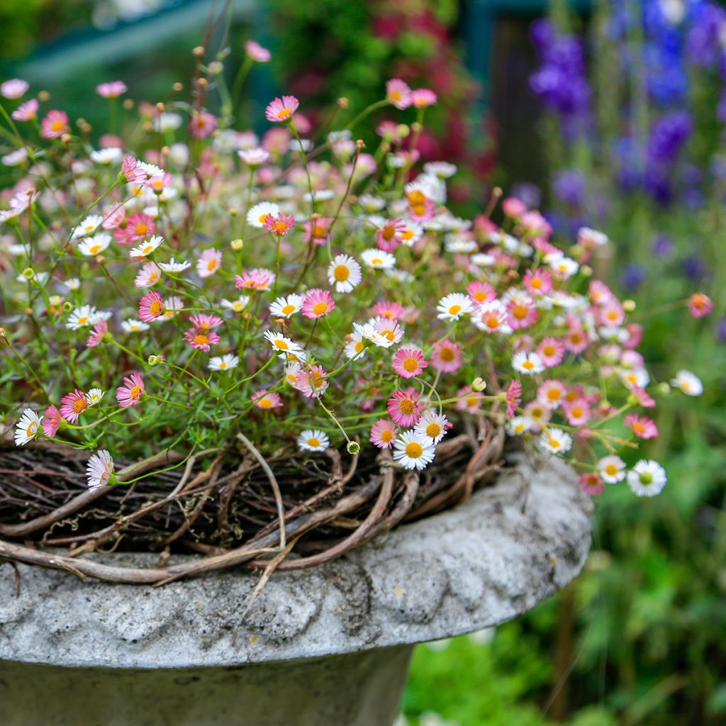 Rentokallioinen - Erigeron karvinskianus