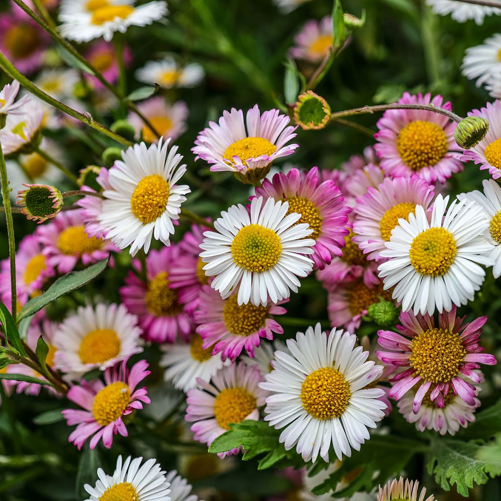 Rentokallioinen - Erigeron karvinskianus