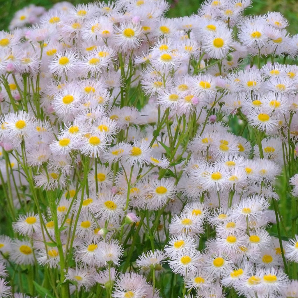Kallioinen - Erigeron philadelphicus