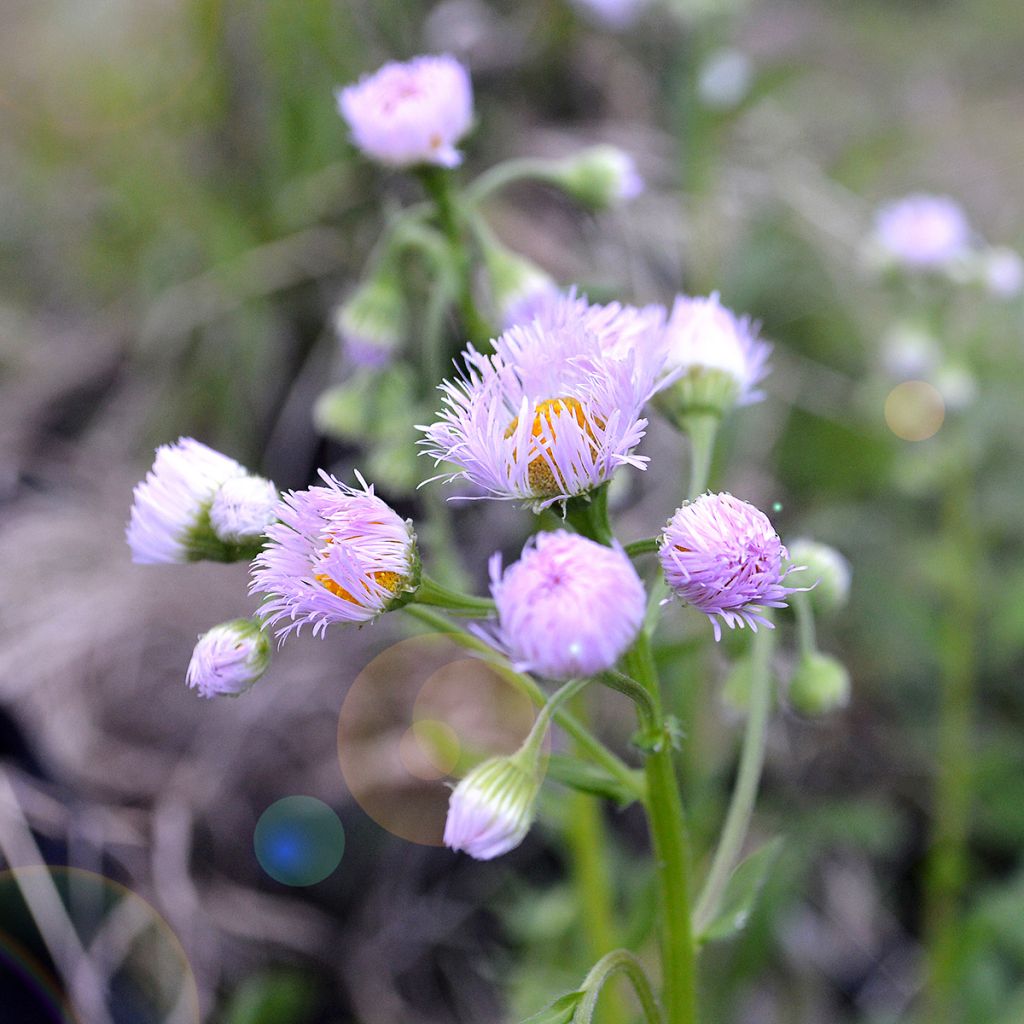 Kallioinen - Erigeron philadelphicus