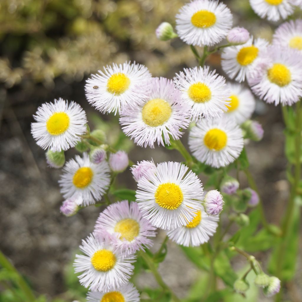 Kallioinen - Erigeron philadelphicus