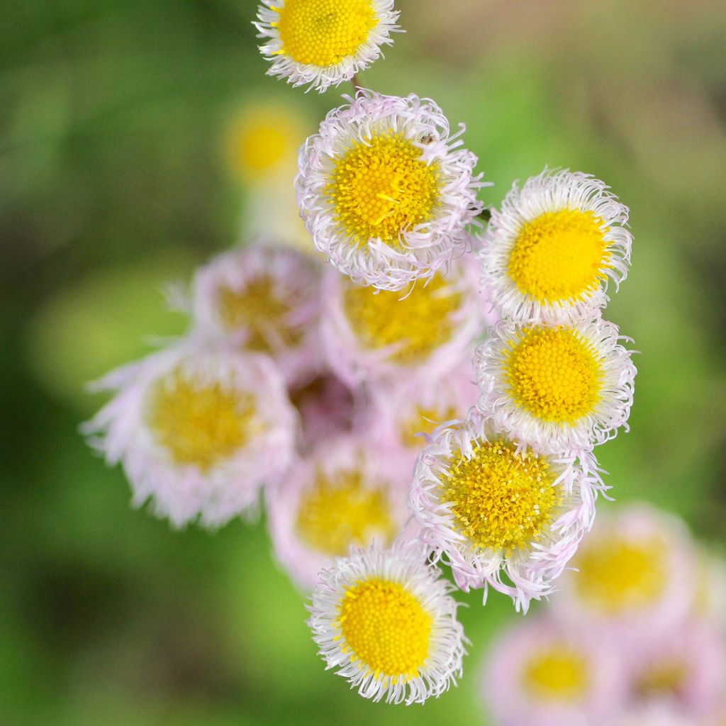 Kallioinen - Erigeron philadelphicus