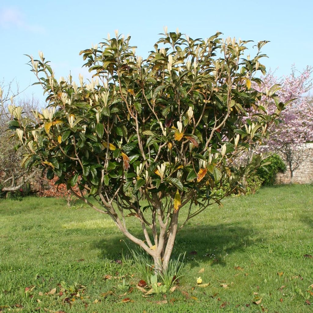 Japaninmispeli - Eriobotrya x japonica
