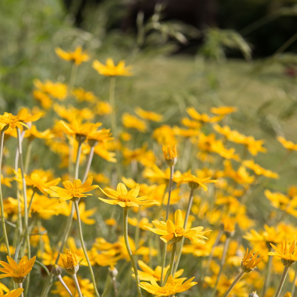 Eriophyllum lanatum ssp. arachnoideum