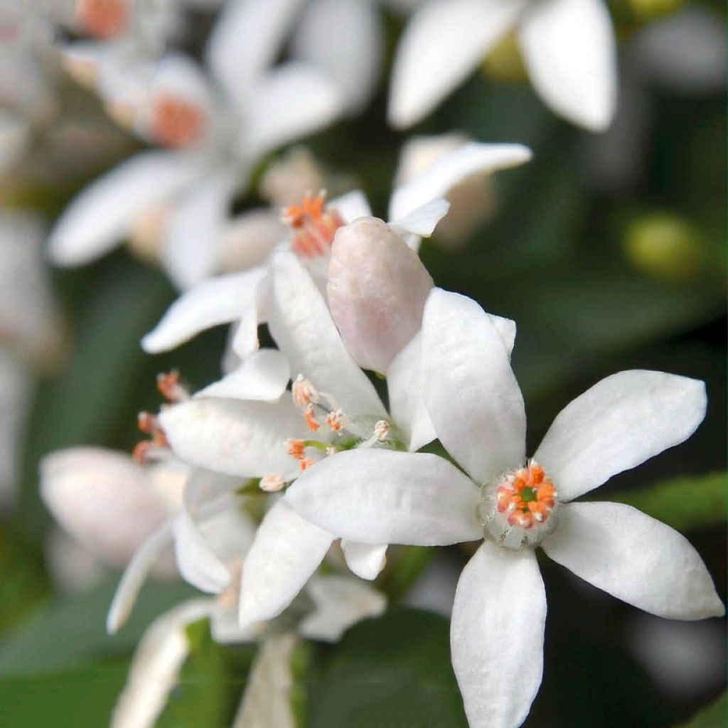 Philotheca myoporoides Flower Girl White