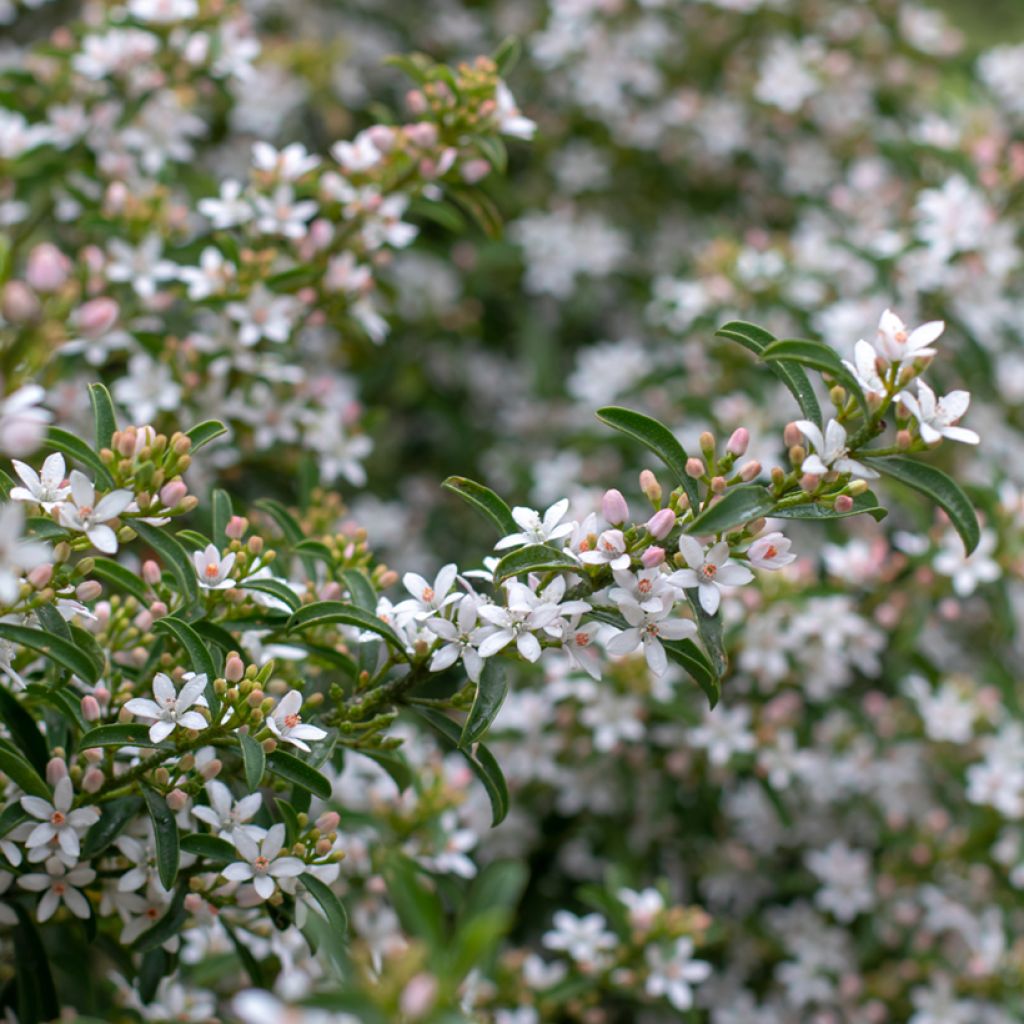 Eriostemon myoporoides