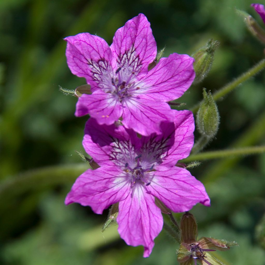 Kivikkokurjennokka - Erodium manescavii