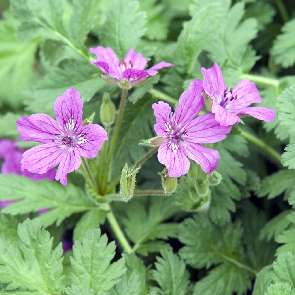 Kivikkokurjennokka - Erodium manescavii
