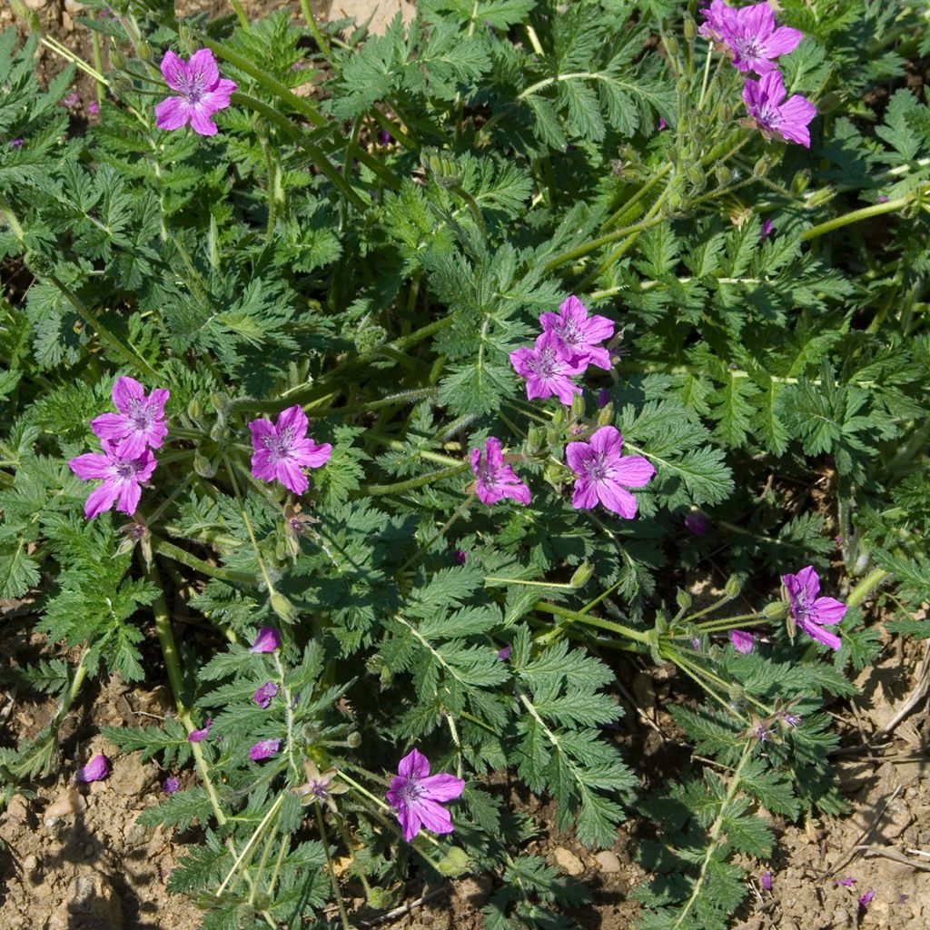 Kivikkokurjennokka - Erodium manescavii