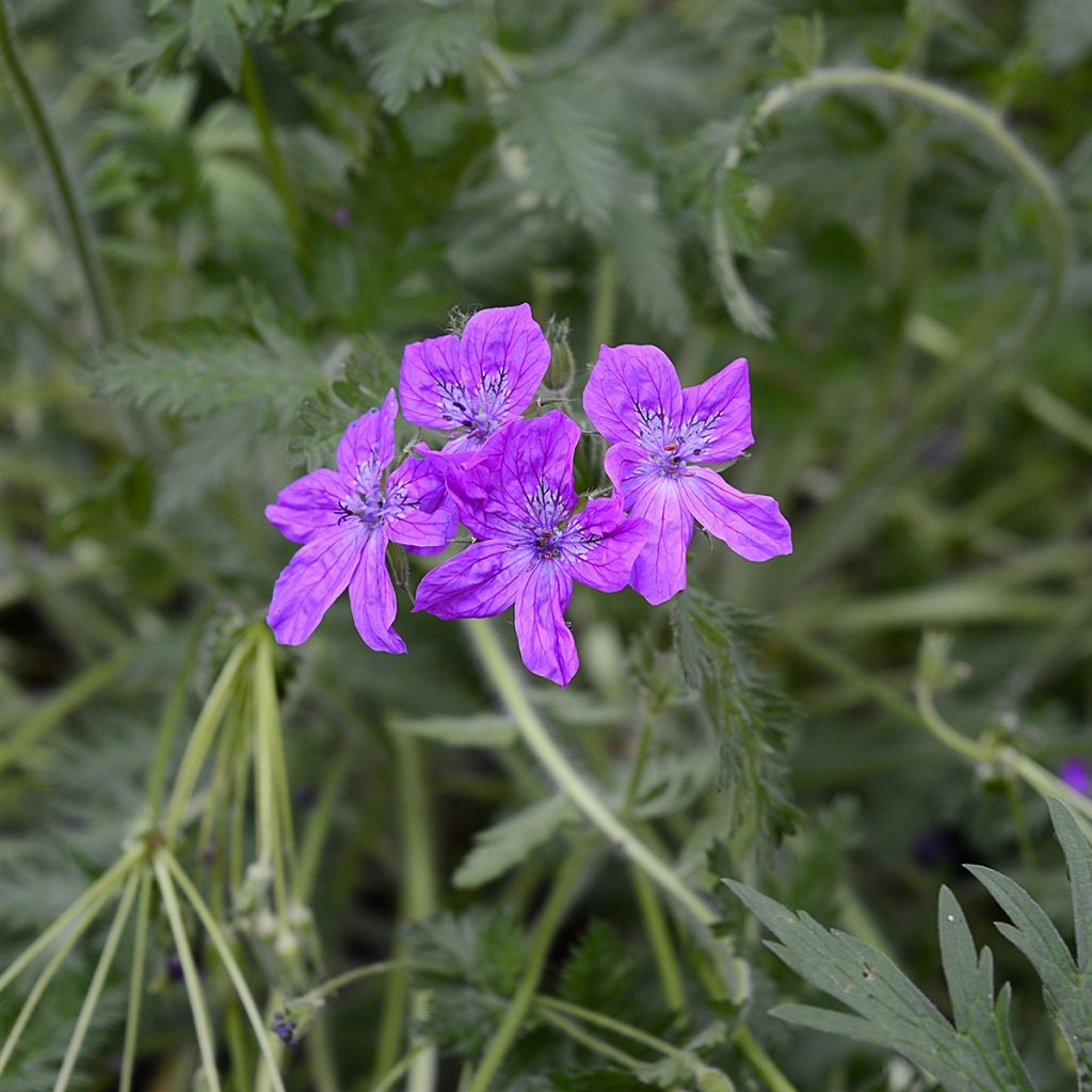 Kivikkokurjennokka - Erodium manescavii