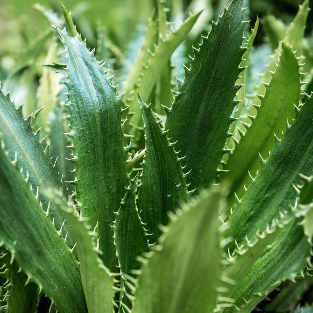 Piikiputke - Eryngium agavifolium