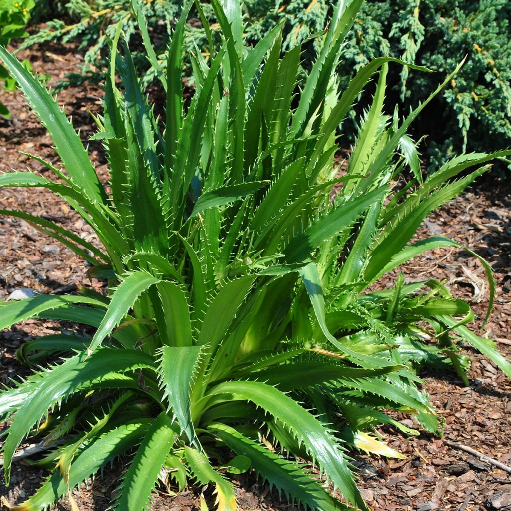 Piikiputke - Eryngium agavifolium