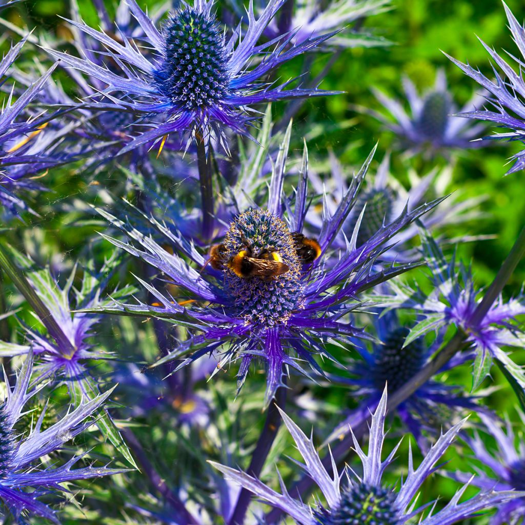 Alppipiikkiputki Blue Star