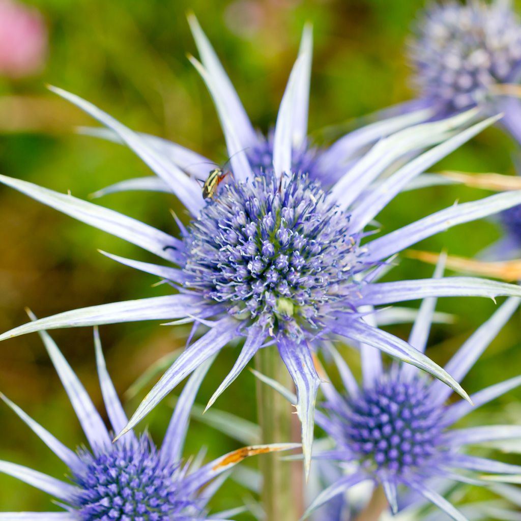 Koreapiikkiputki - Eryngium bourgatii
